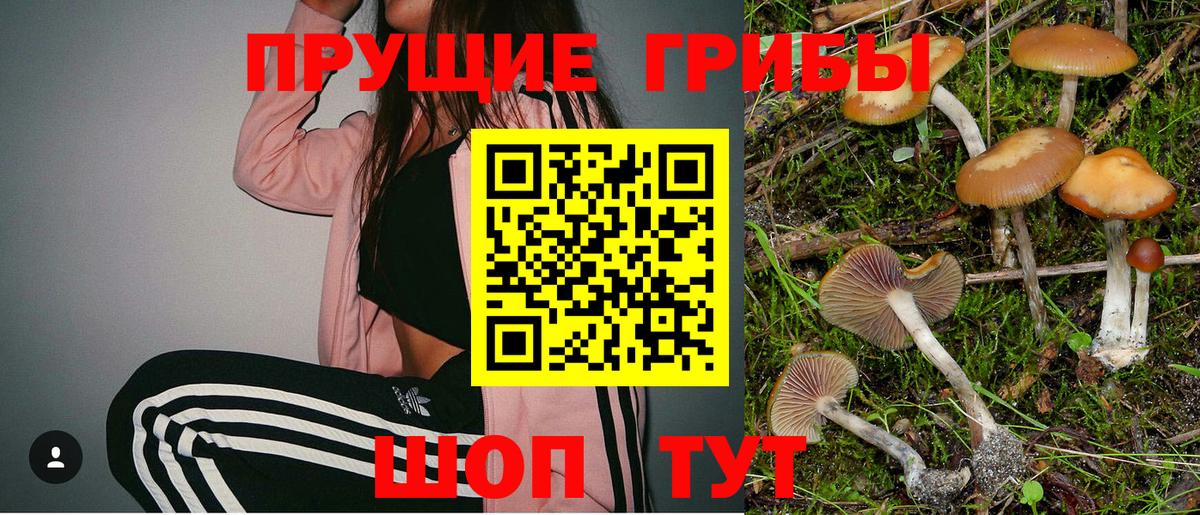 Псилоцибиновые грибы прущие грибы  Вход с VPN  Звенигород  купить  сайты  Псилоцибиновые грибы Psilocybine cubensis 